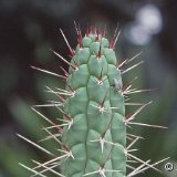 Rauhocereus riosanensis 336